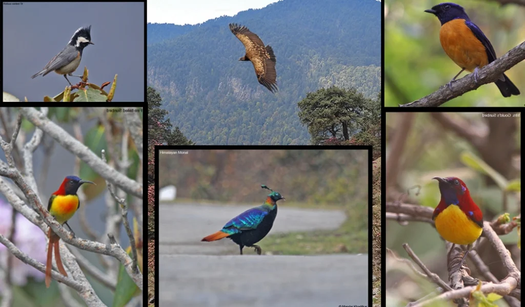 chopta tour package
