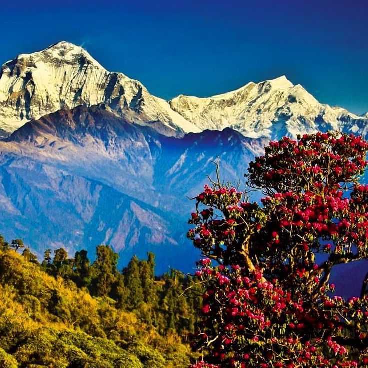chopta tour package