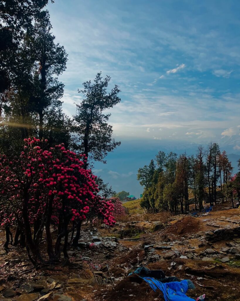 chopta tour packages
