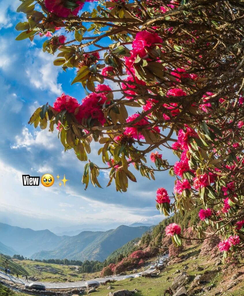 chopta tour package