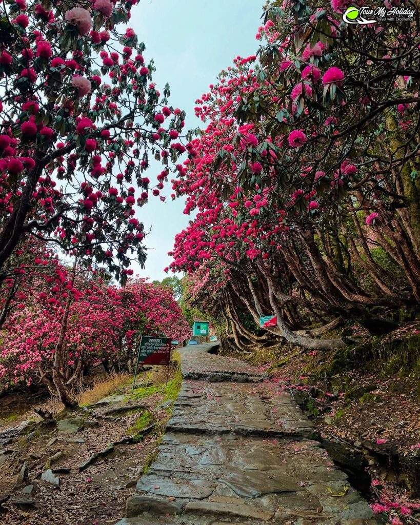 chopta