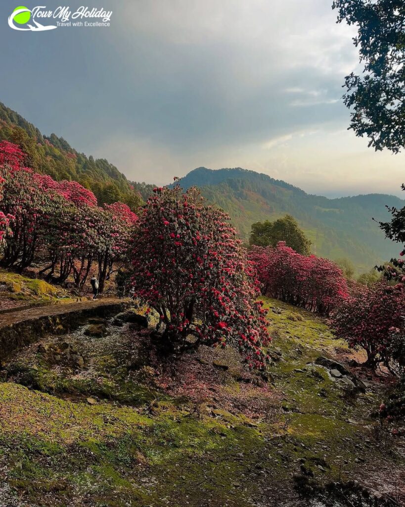 chopta chandrashila trek