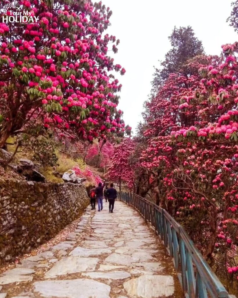 chopta tungnath tour package