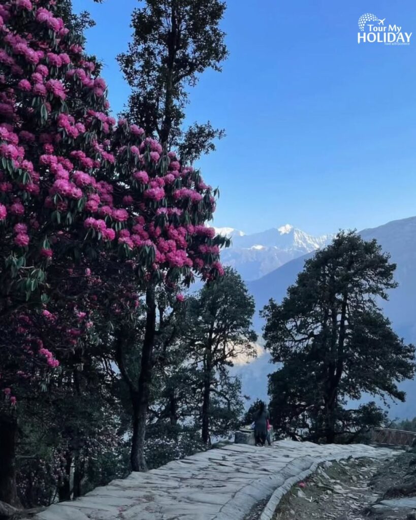chandrashila summit trek