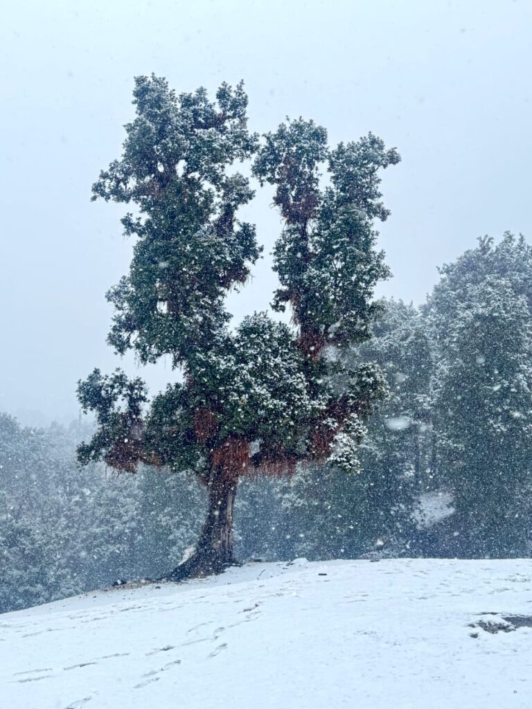 chopta tour packages