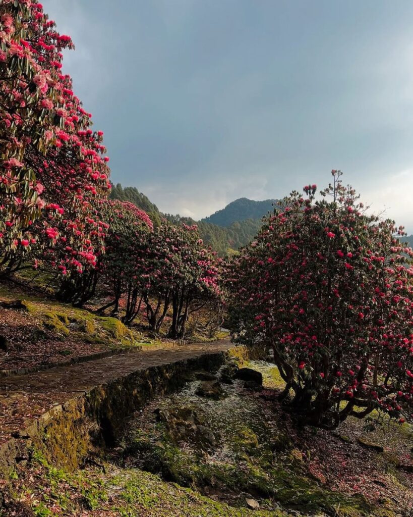 chopta chandrashila trek