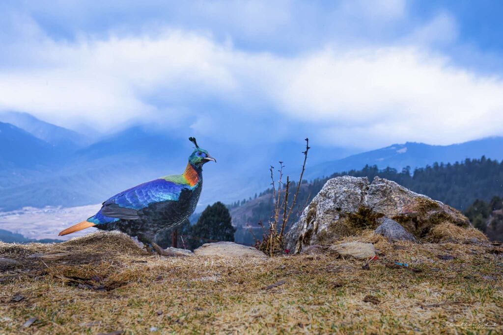 chopta tungnath trek