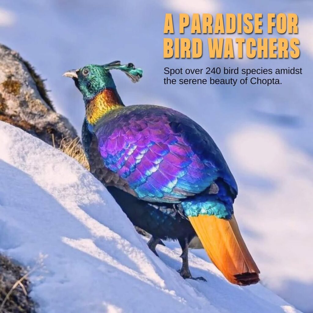 chopta chandrashila trek
