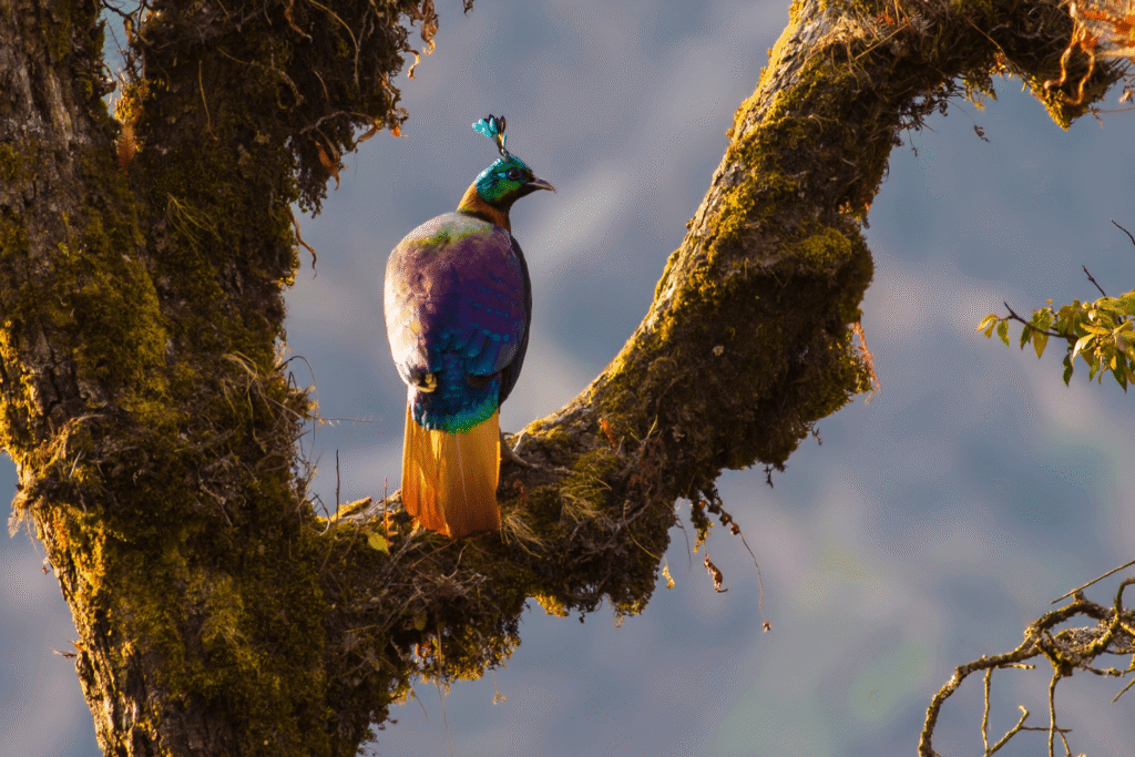 chopta tungnath trek