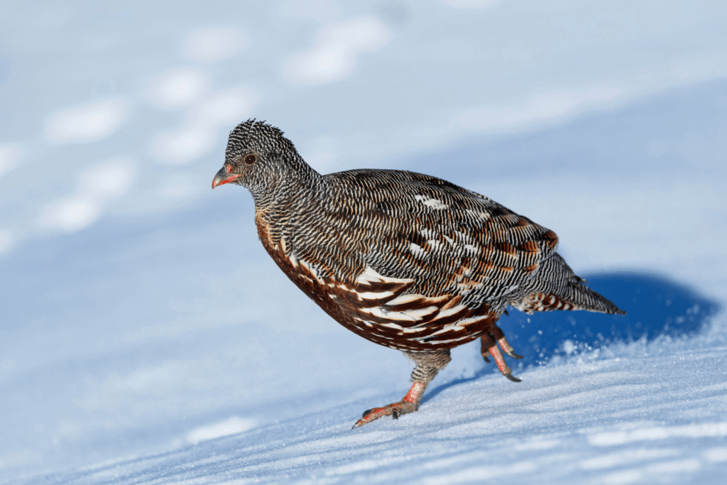 chandrashila summit trek