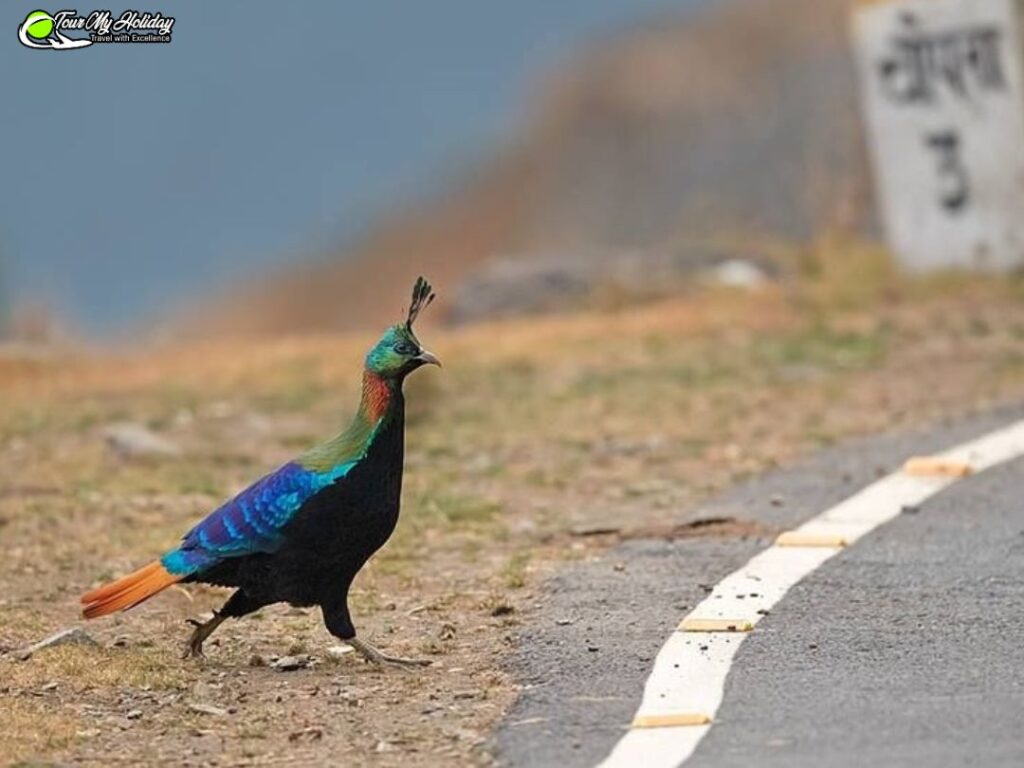 chopta tungnath trek