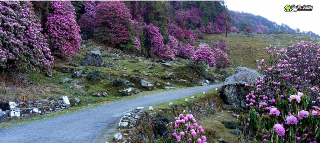 chopta tour packages